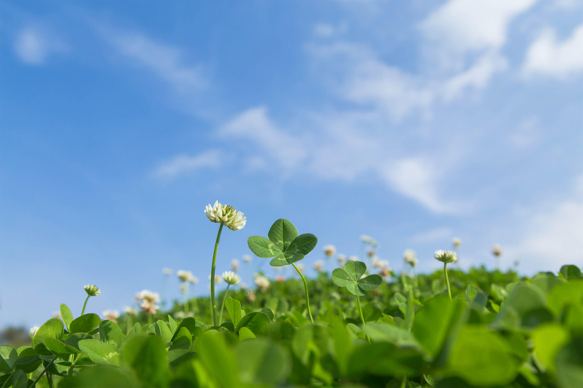 トラスト宅建株式会社